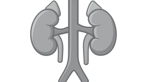 Retroperitoneal structures