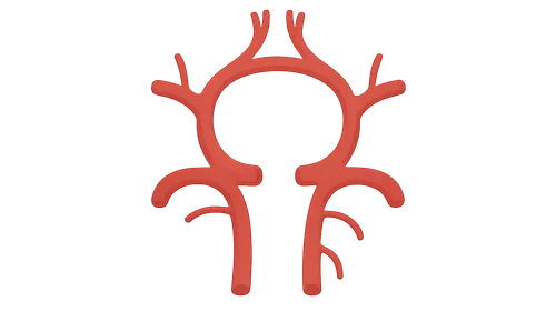 Variations in circle of Willis