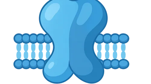 Sodium-Potassium ATPase