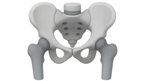 Musculoskeletal radiologic landmarks