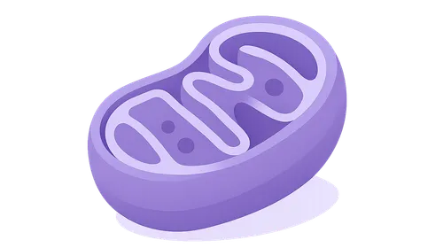 Mitochondrial Diseases