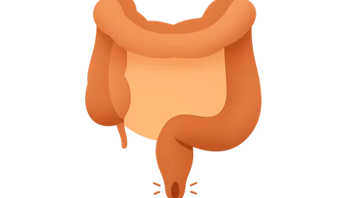 Rectum and anal canal