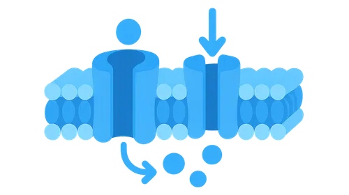 Transport Across Membranes