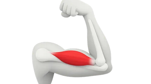 Muscles and Their Actions