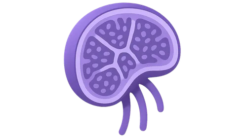 Lymphoid Organs and Immune System