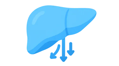 Ammonia Detoxification Pathways