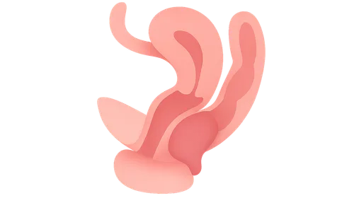 Rectocele and Enterocele