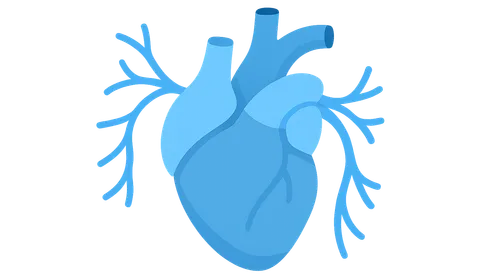 Autonomic innervation of thoracic organs