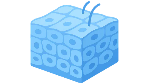 Microscopic Anatomy of Epithelial Tissues