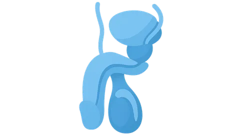 Male reproductive organs