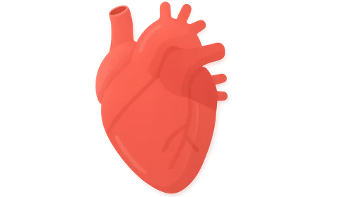 Cardiovascular Physiology