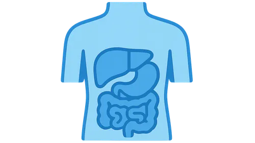 Surface projections of internal organs