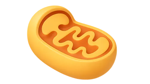 Energy Production and Metabolism