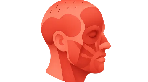 Scalp and Facial Muscles