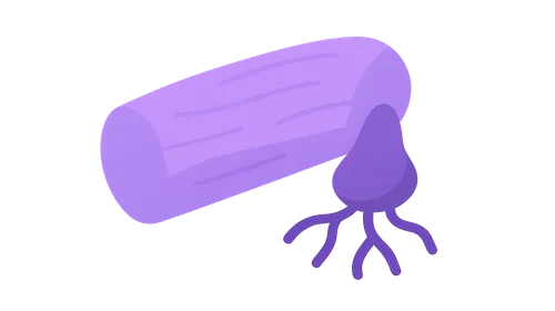 Smooth Muscle Physiology