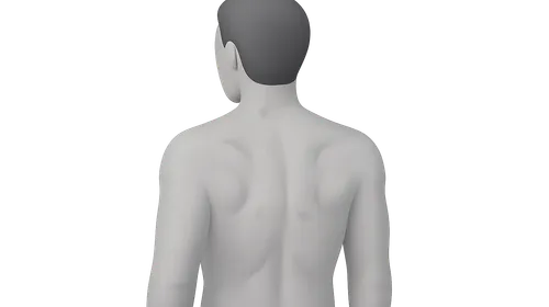 Surface Anatomy of the Back