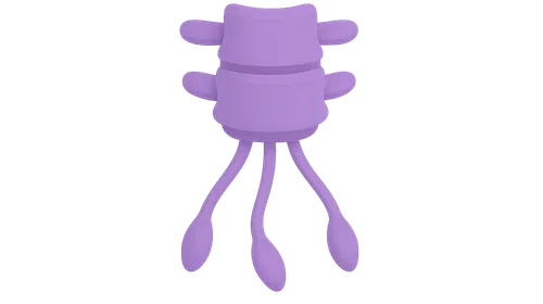 Parasympathetic sacral outflow