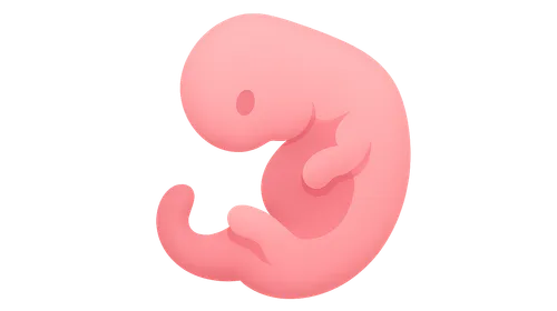 Embryology and Development