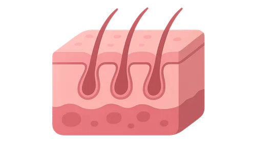 Skin histology
