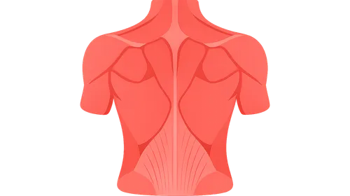 Back Muscles and Fasciae