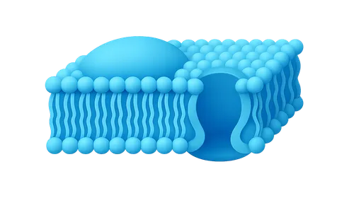 Lipid Rafts and Caveolae