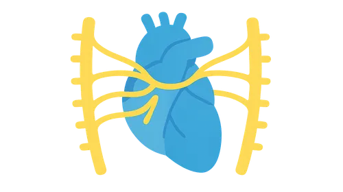 Autonomic Innervation