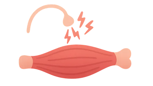 Skeletal Muscle Contraction