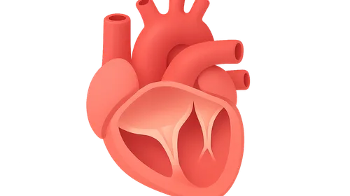 Valve function during cardiac cycle