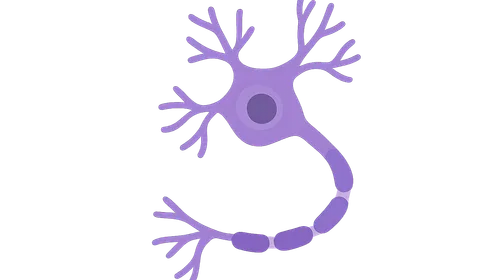 Microscopic Anatomy of Nervous Tissues