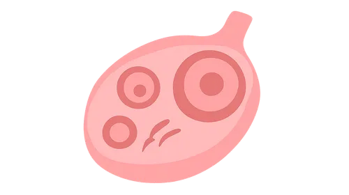 Oogenesis and follicular development