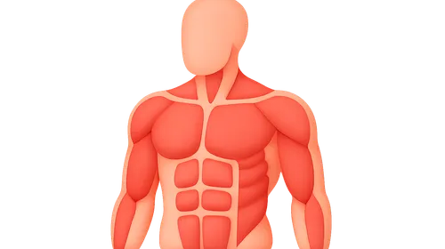 Muscular System