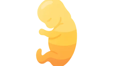 Embryological basis of dermatomes