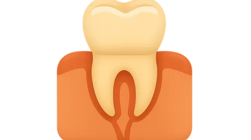 Dental Anatomy and Development