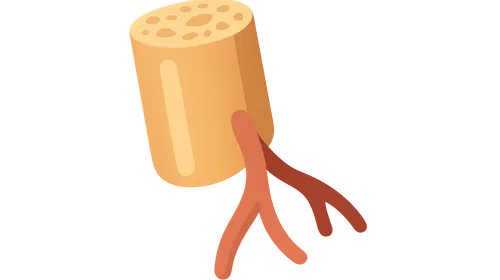 Vascularized Bone Grafts