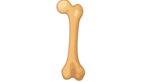 Bone Biology and Growth