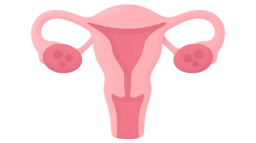 Female reproductive cycle phases