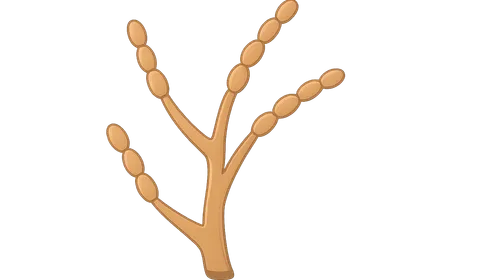 Sporothrix schenckii complex