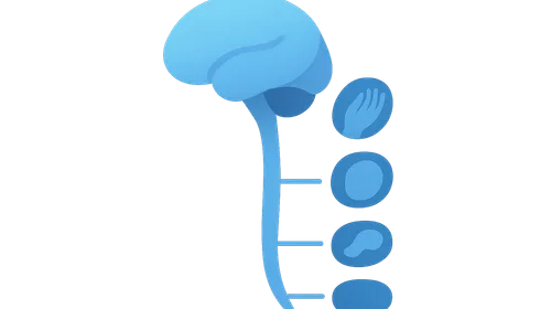 Somatotopic organization
