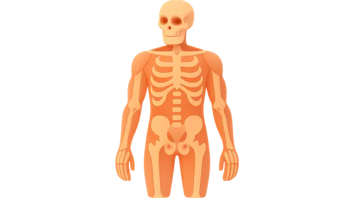 Musculoskeletal system overview