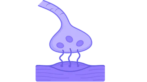 Neuromuscular Junction