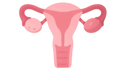 Functional Anatomy of Reproductive System