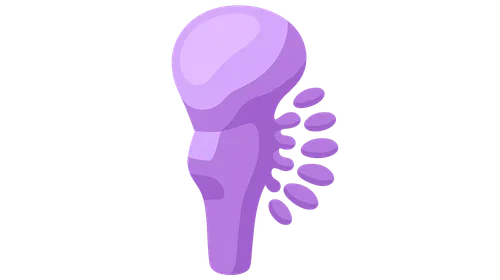 Cranial nerve nuclei