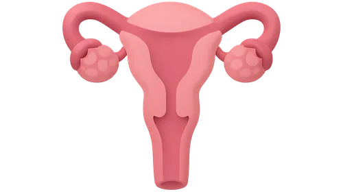 Female reproductive organs