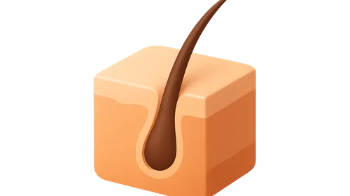 Hair Growth Cycle and Anatomy