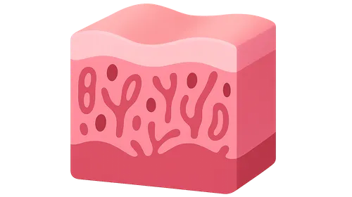 Female reproductive histology