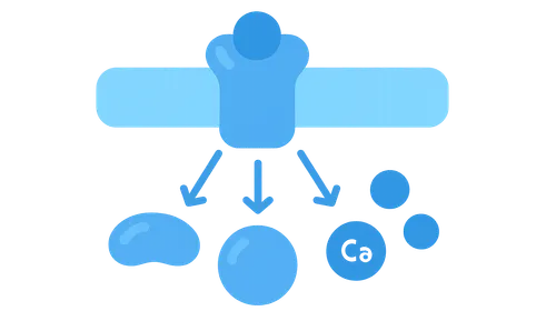 Second messenger systems (cAMP, cGMP, Ca2+)