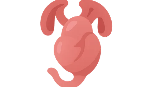 Development of Cardiovascular System