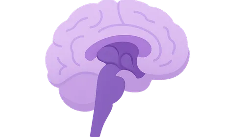 Basal Ganglia
