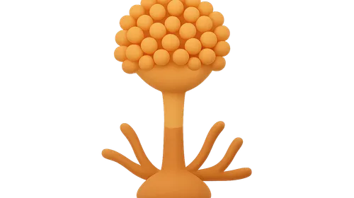 Aspergillus species