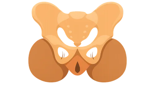 Perineum and ischioanal fossa